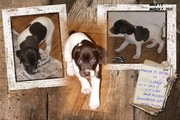 German Shorthair Retrievers-Great Family pet or hunting partner!