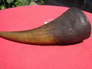 rhino horns for sale