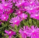 Hairy Cats Ear Seeds  www.hairycatsearseeds.com