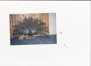 STUFFED MALE PEACOCK