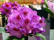 Bueatiful Rhododendrons Shipped to your Door!