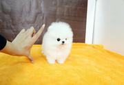toy T-cup Pomeranian puppies.text (8 31) 217-7481