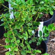 Evergreen Shrubs