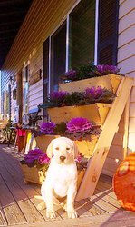 Huge gardening planters raised bed gardening system