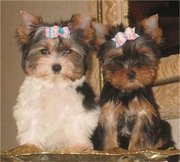 Top Quality T-cup Yorkie Puppies For Adoption