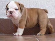 Two Cute English Bulldog Puppies for Free Adoption