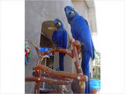 Two adorable hyacinth macaw parrots