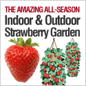 The Hanging Strawberry Garden