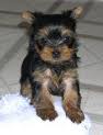 Cute And Adorable Tea Cup Yorkies Puppies For Free Adoption [c.ramos2