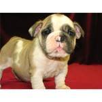 adorable english bulldog for free