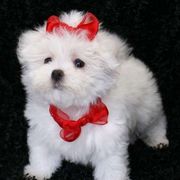Beautiful maltese puppies for sale