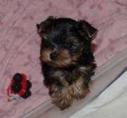 Free Tiny tea cup yorkies puppies 