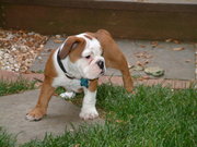 homeraised english bulldog puppies