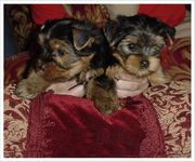 Yorkie Puppies for adoption